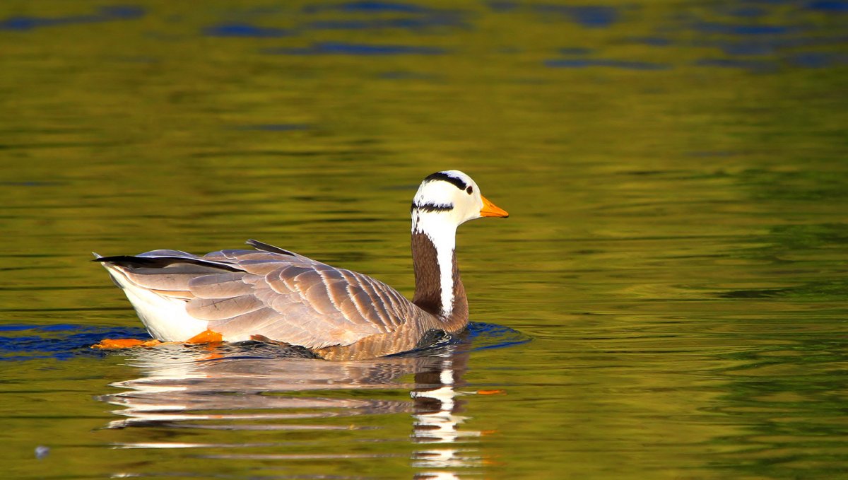 Обои на рабочий стол Гусь