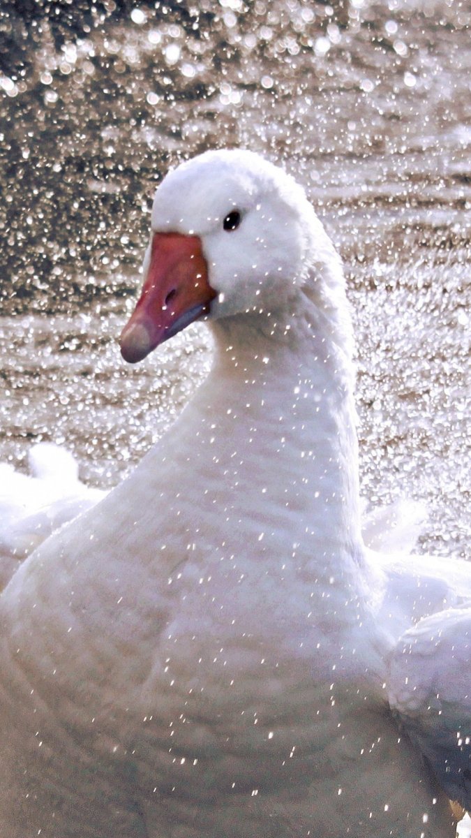 Счастливый Гусь