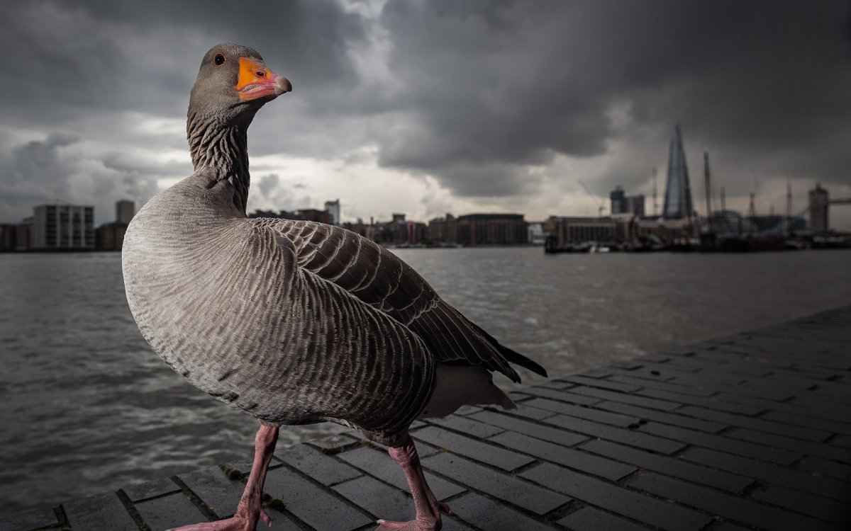 Каменный Гусь