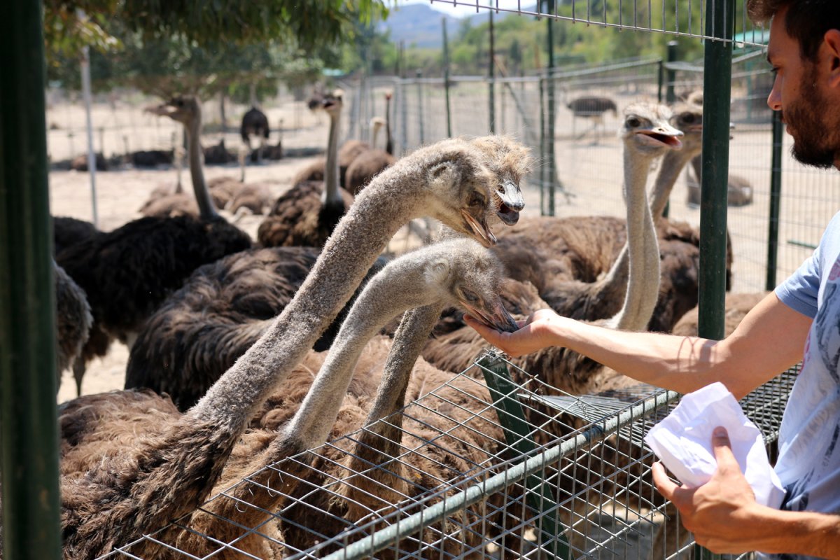 Страусиная ферма Мелитополь
