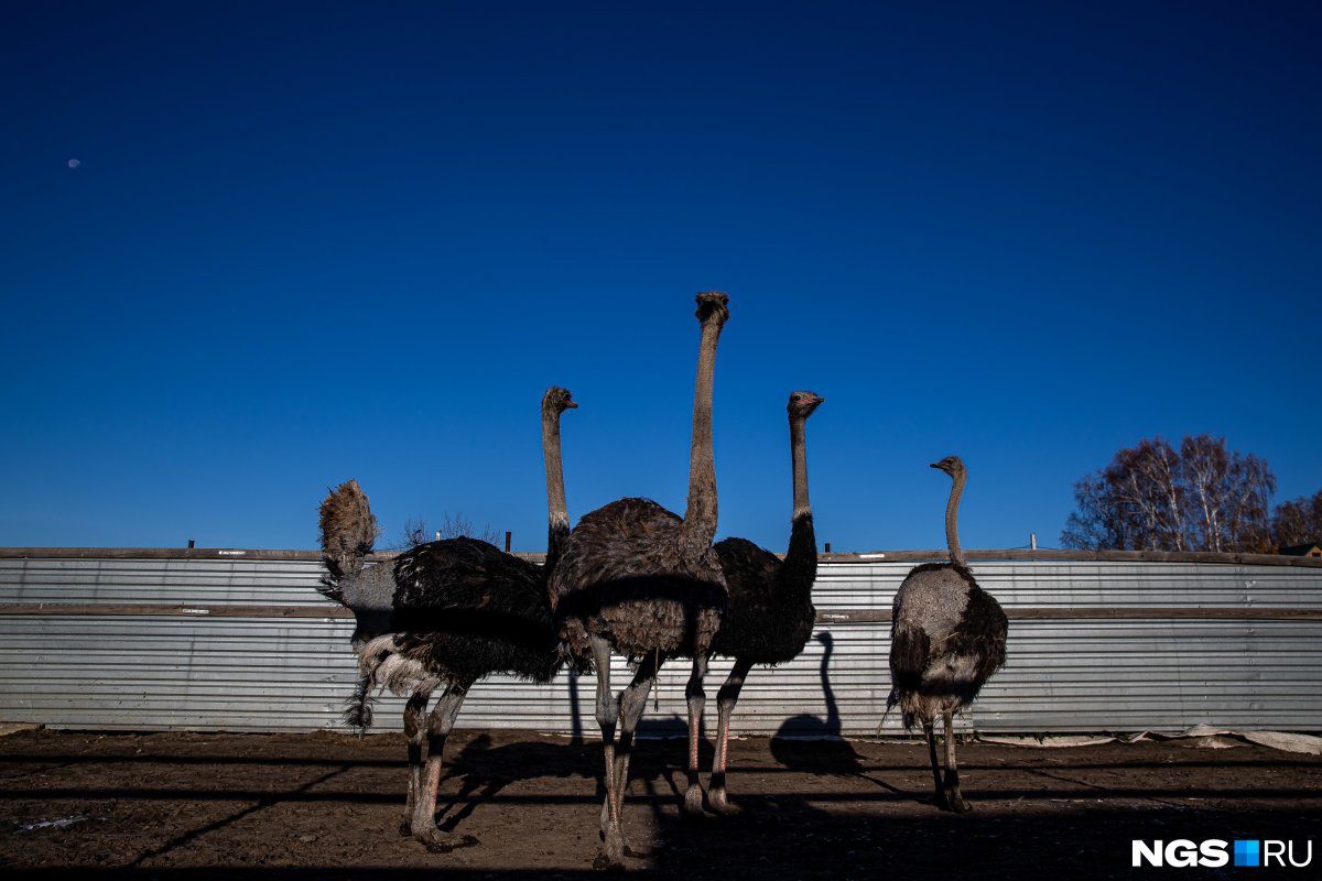 Статуя три страуса купить