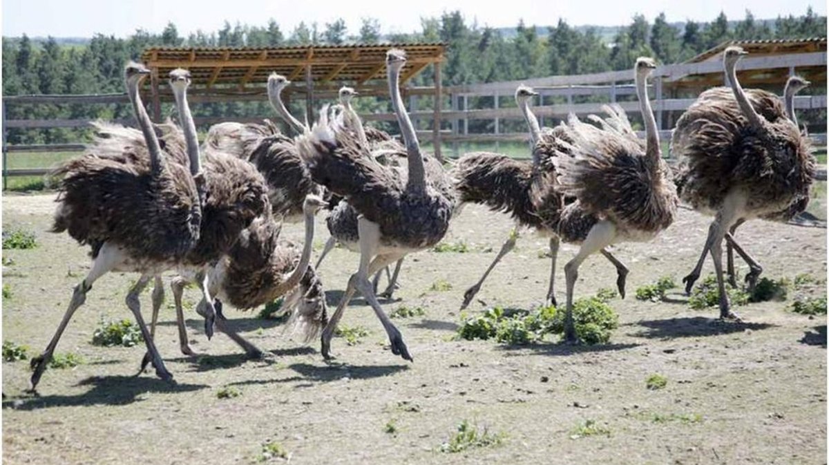 Страусиная ферма Птицеград
