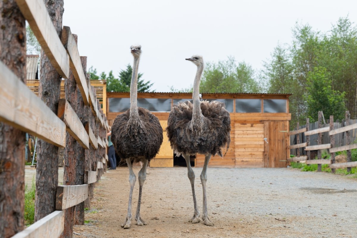 Страусиная ферма Челябинск Харлуши