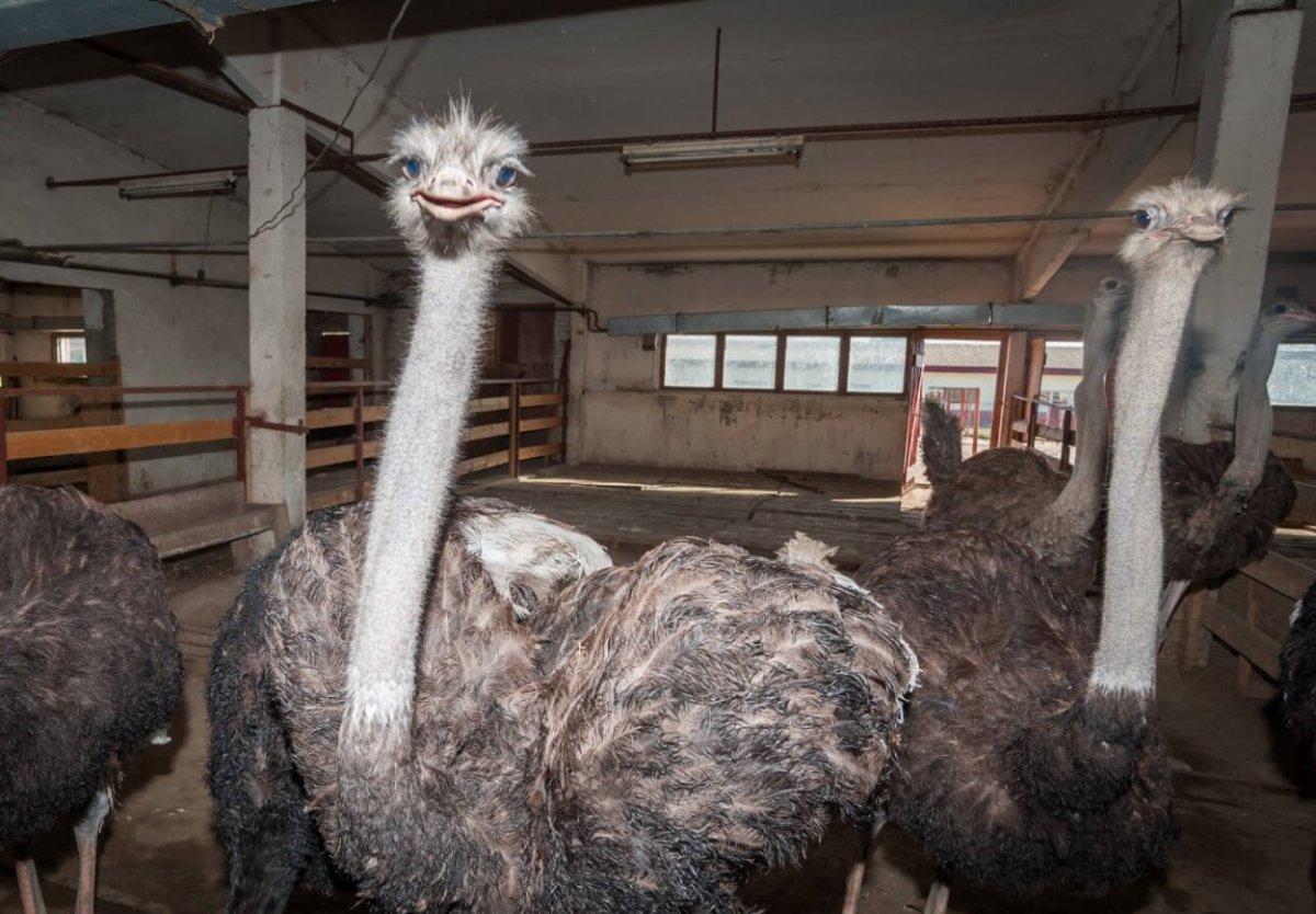 Страусиная ферма Подмосковье Серпухов