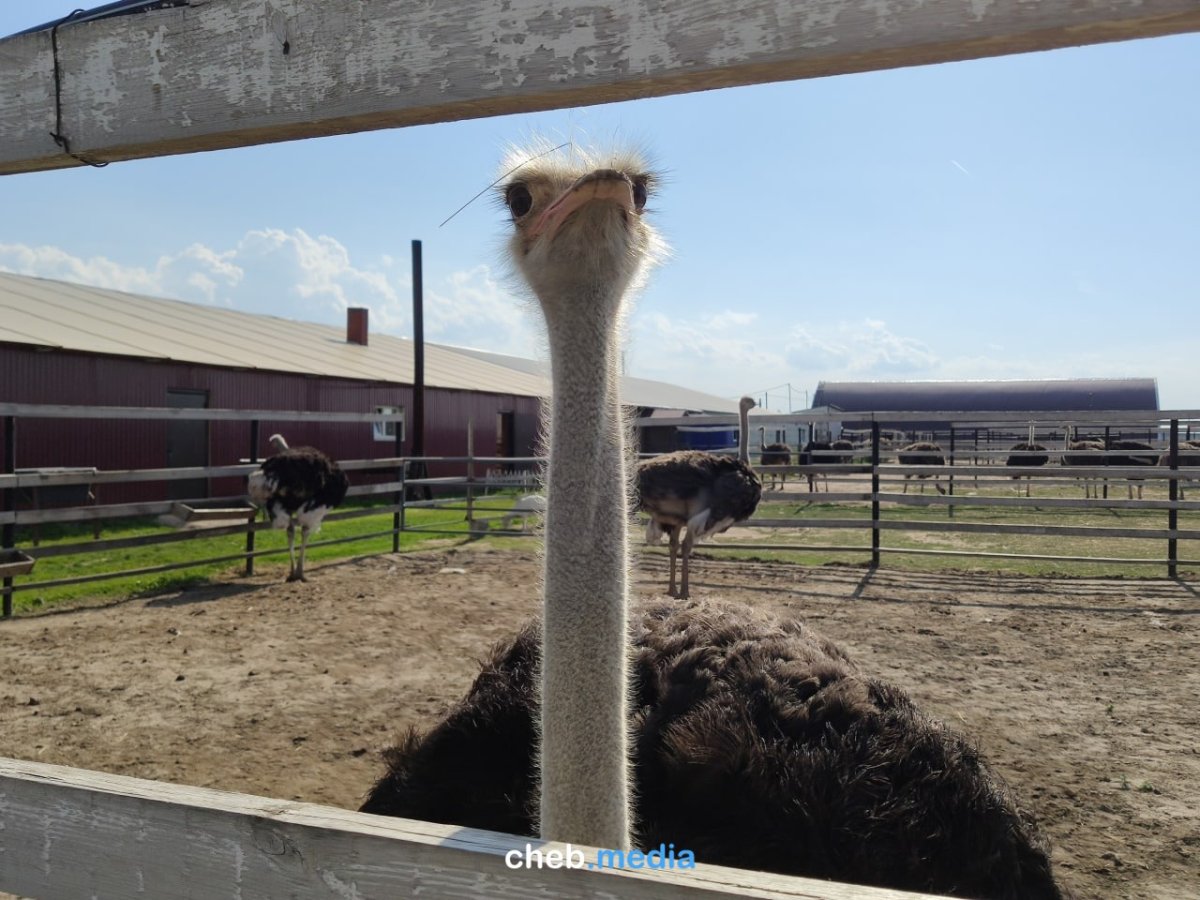 Страусиная ферма Чебоксары