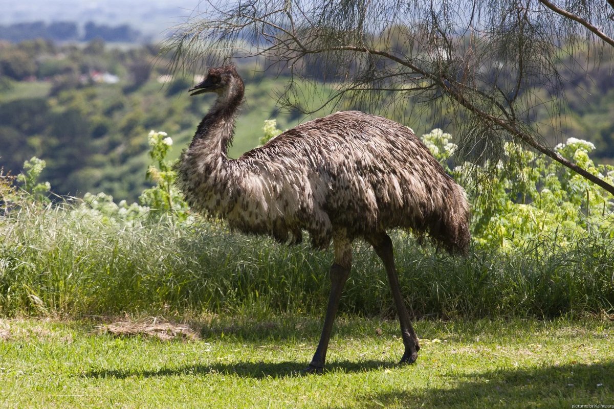 Животные Австралии страус эму