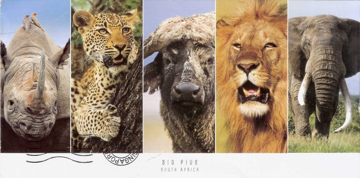 Большая Африканская пятёрка