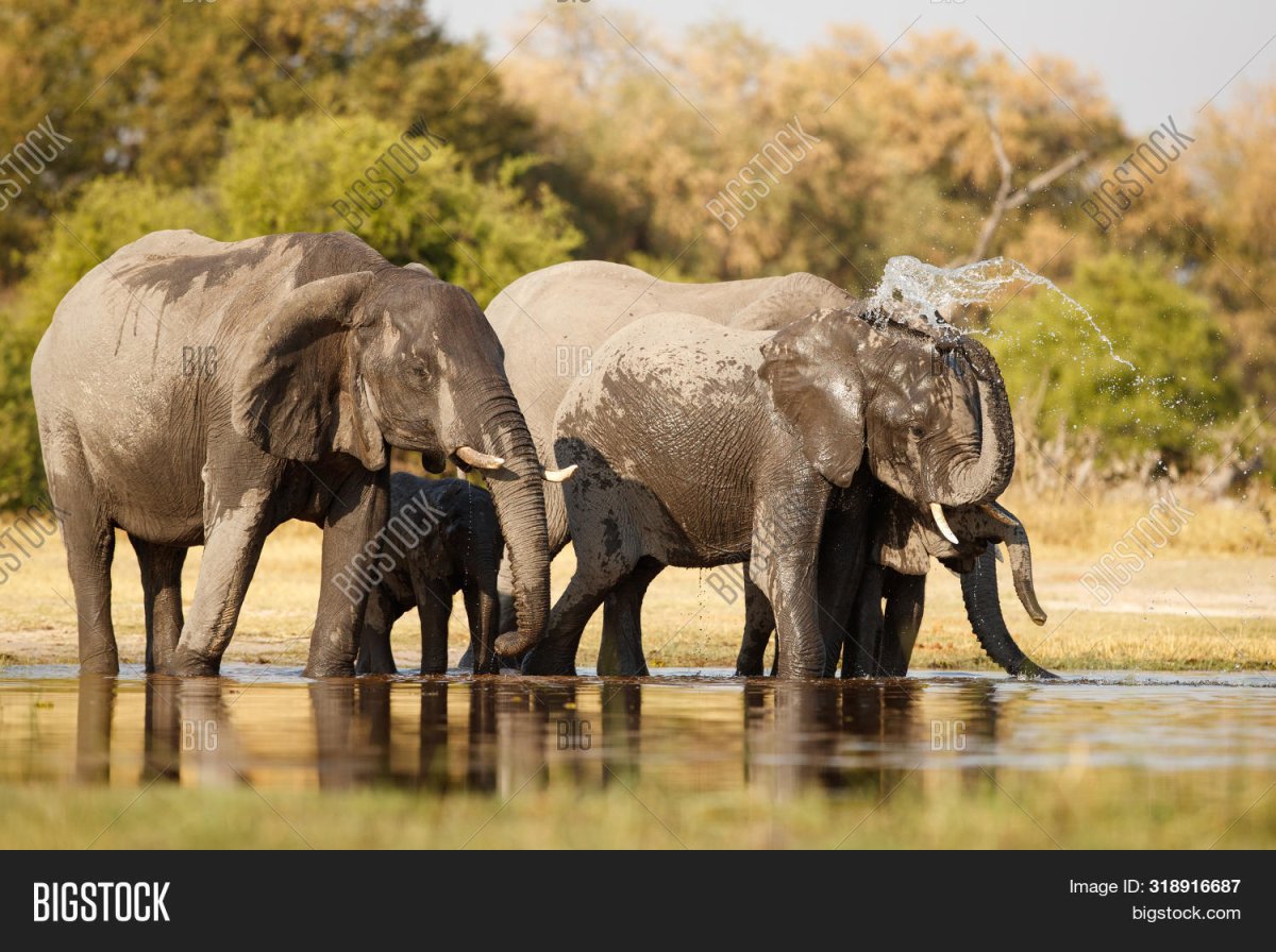 Слоны в естественной среде обитания