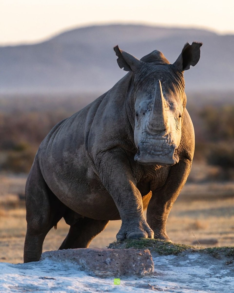 Животные Африки б