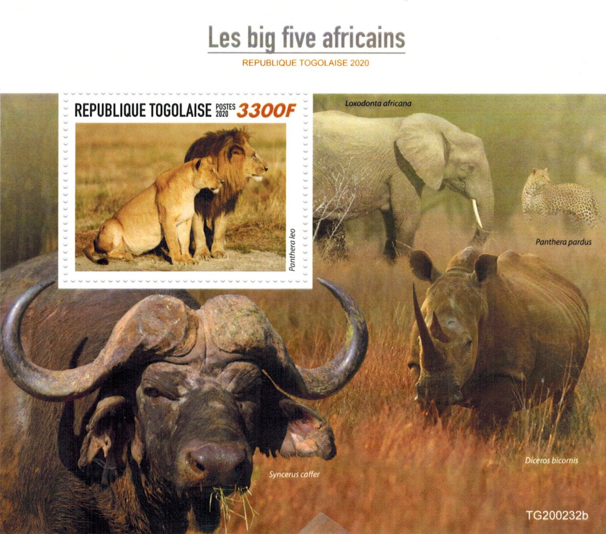 Большая пятерка Африки Графика