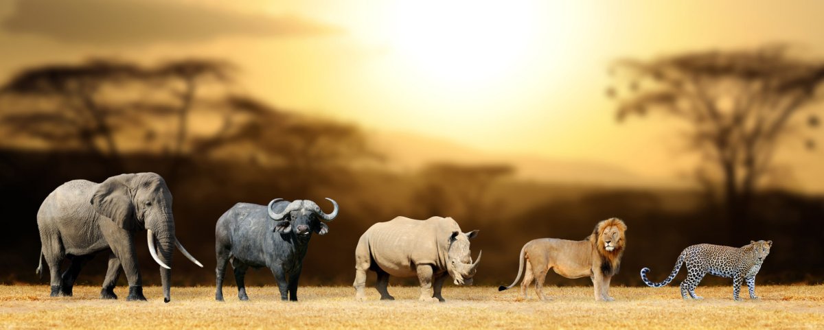 Большая Африканская пятёрка сафари