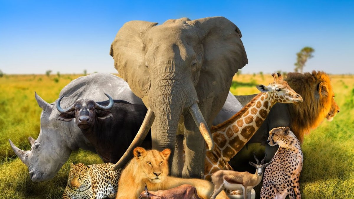Большая пятерка животных Африки