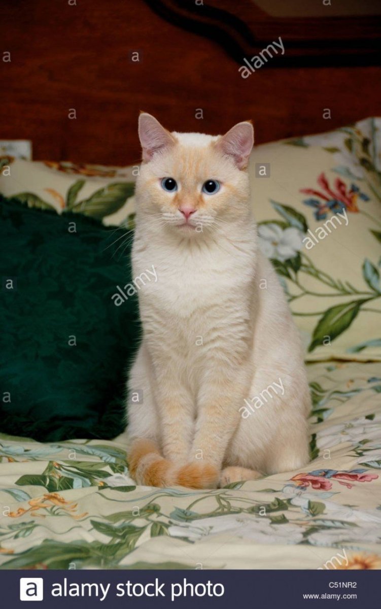 Сиамская кошка ред Пойнт