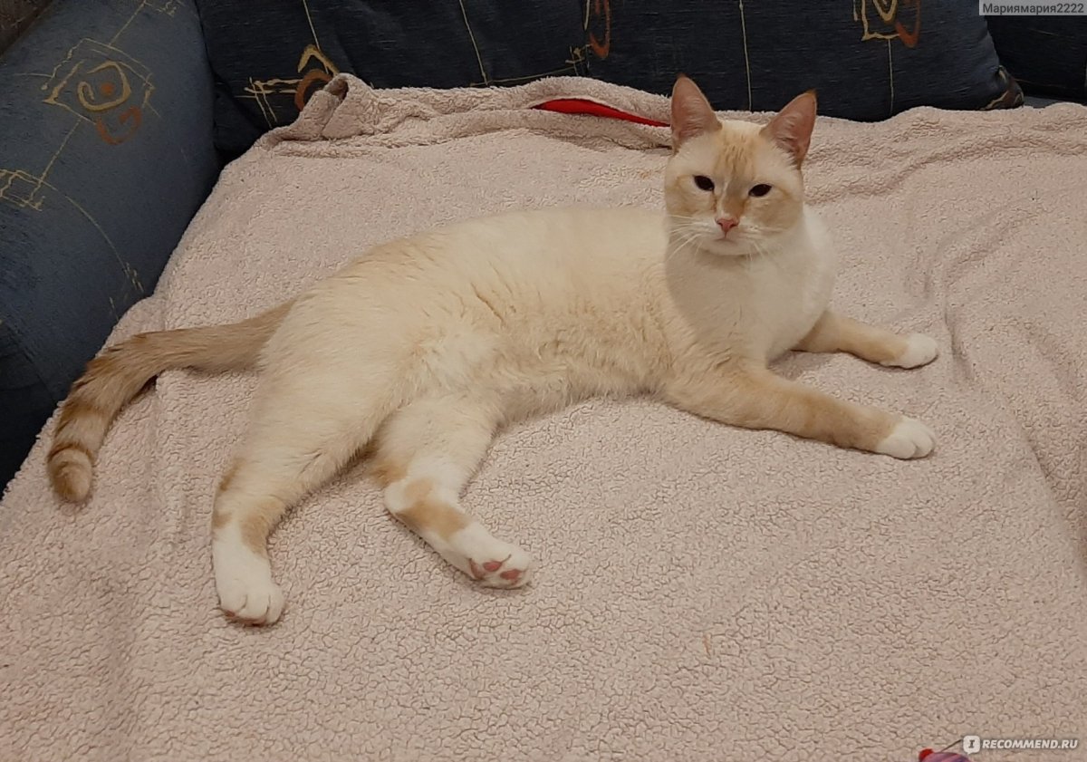 Котик Макар