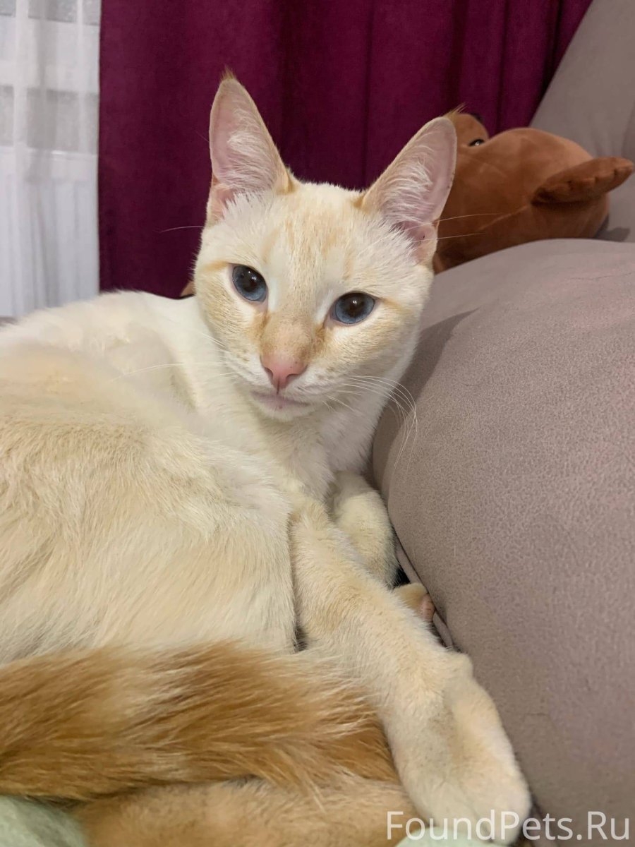 Имя для кота мальчика