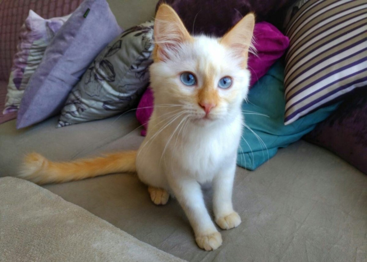 Рэгдолл ред Пойнт