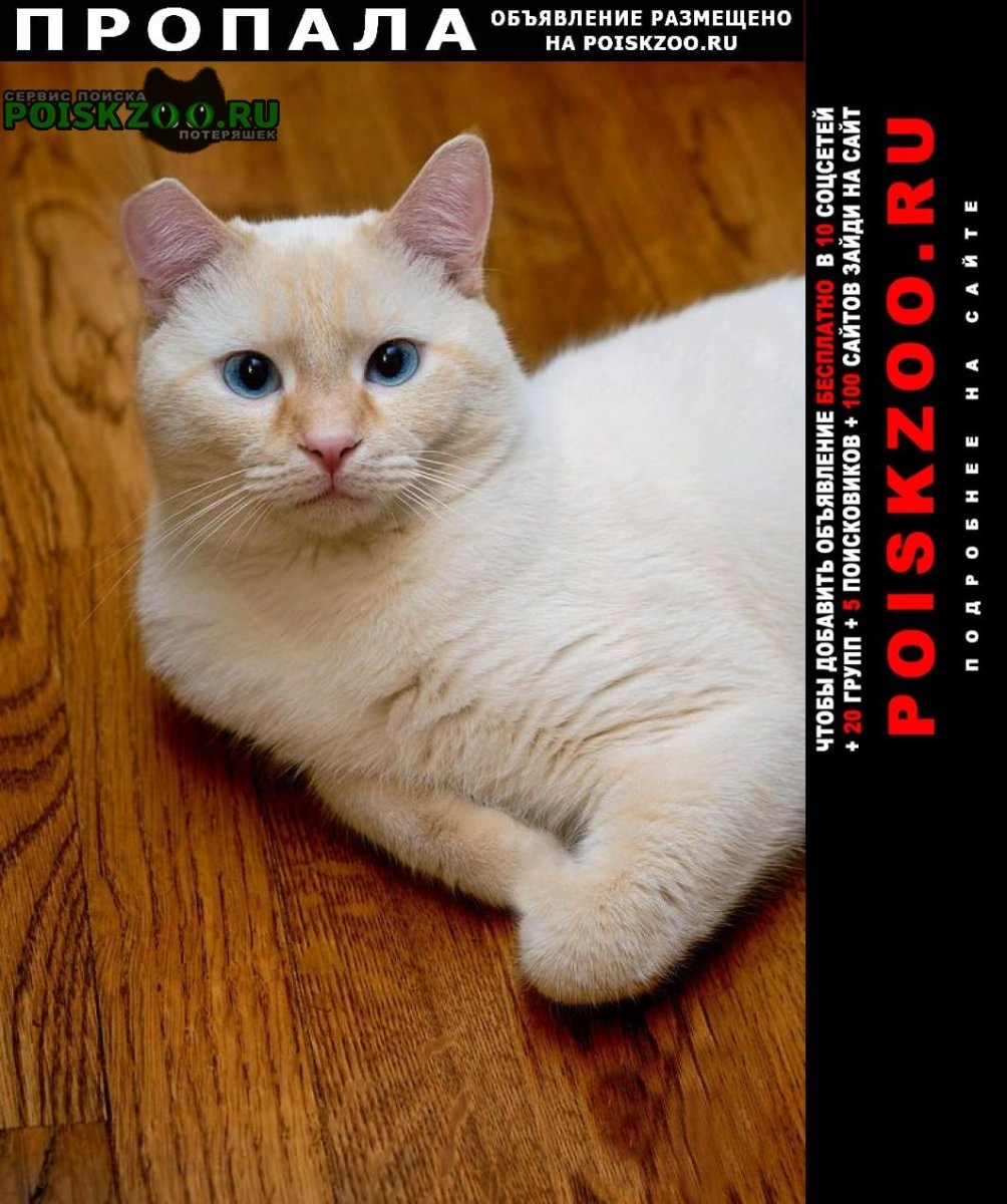 Тайская кошка окрас ред Пойнт