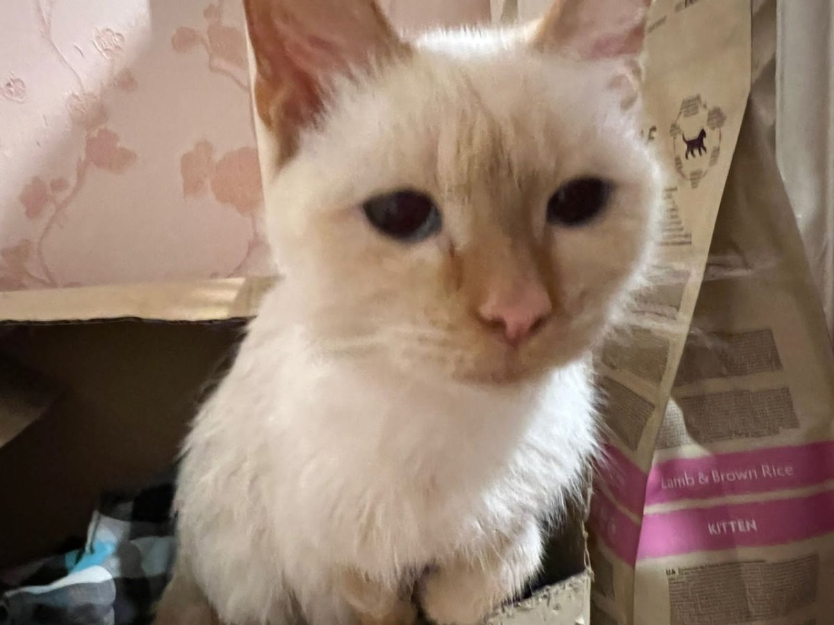 Есть в Улан Удэ кошка бесплатная милая