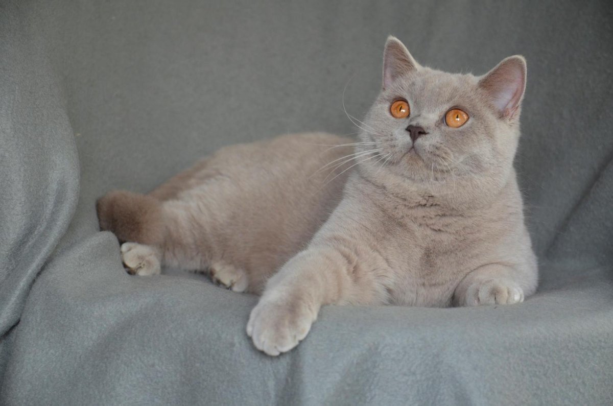 Питомник Юдинец британских кошек