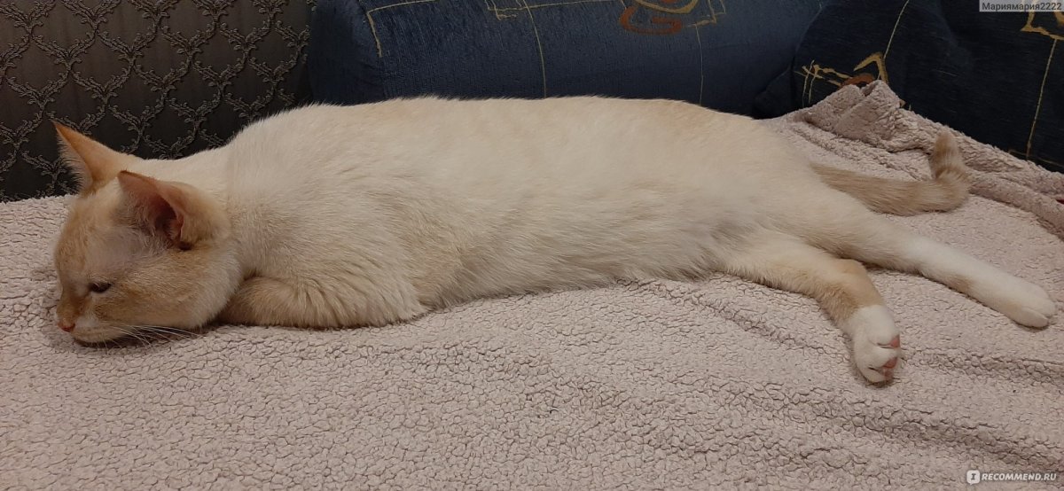 Кот психолог Инстаграм