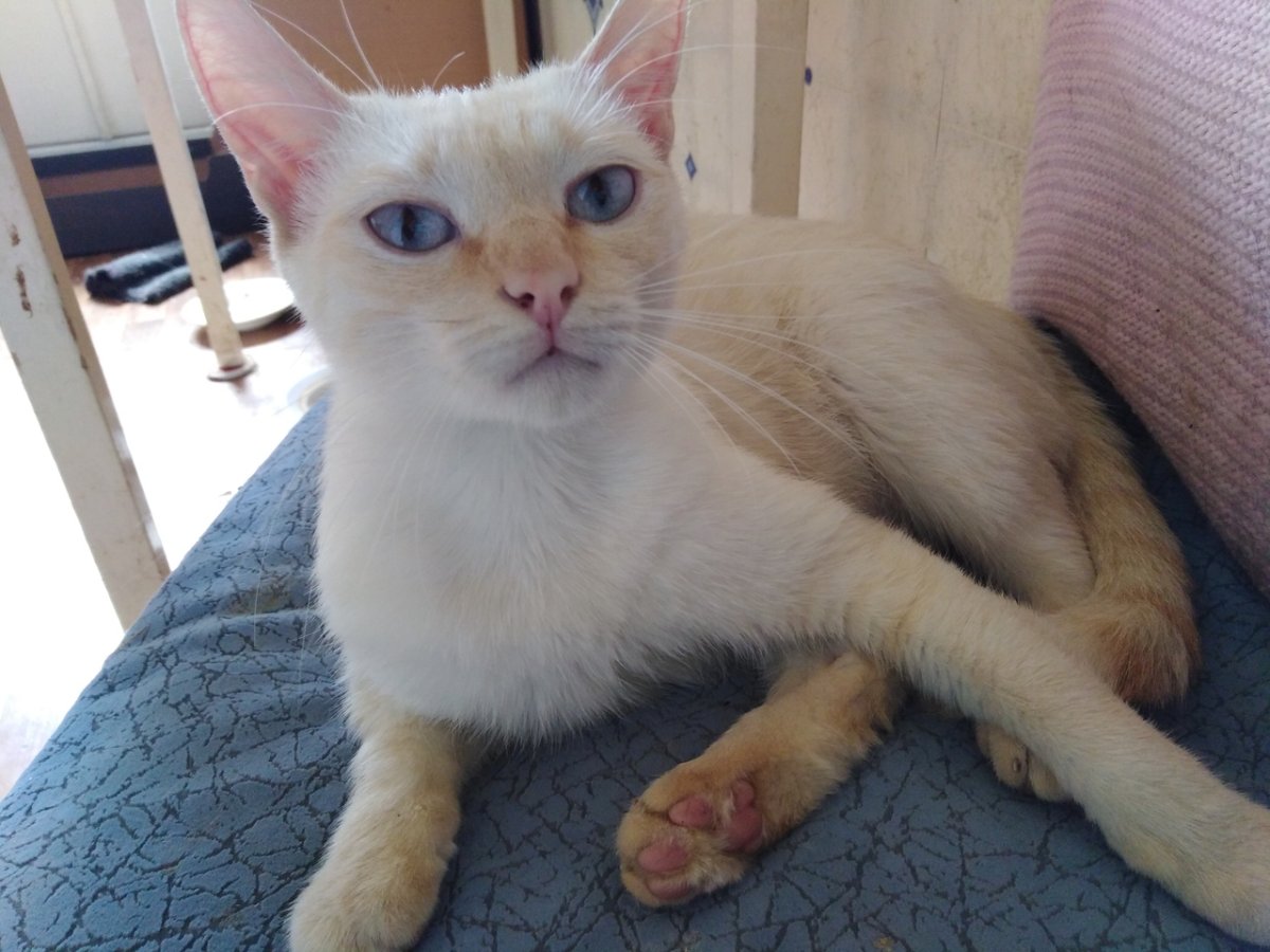 Белгородская кошка