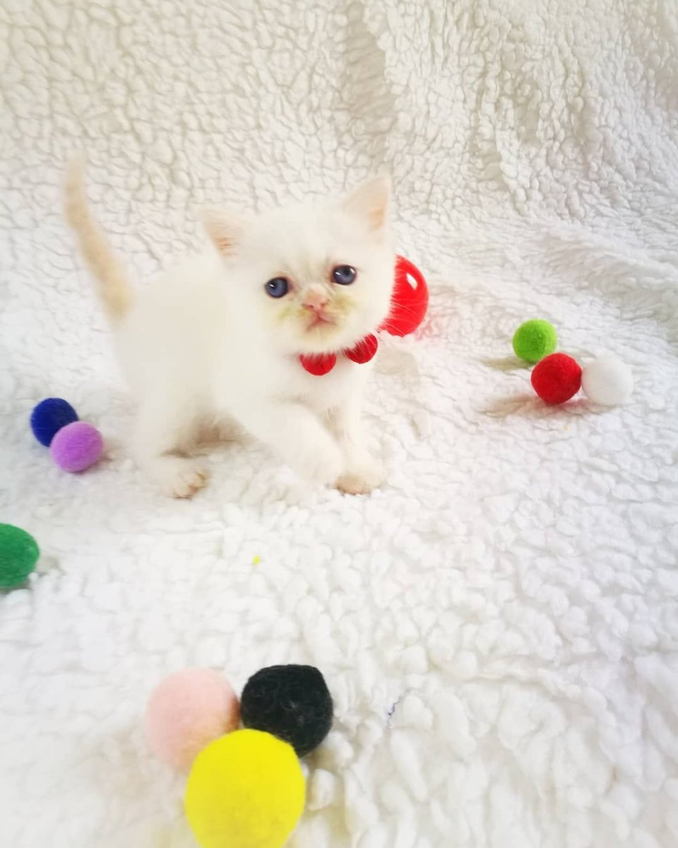 Pisica British Sorthair