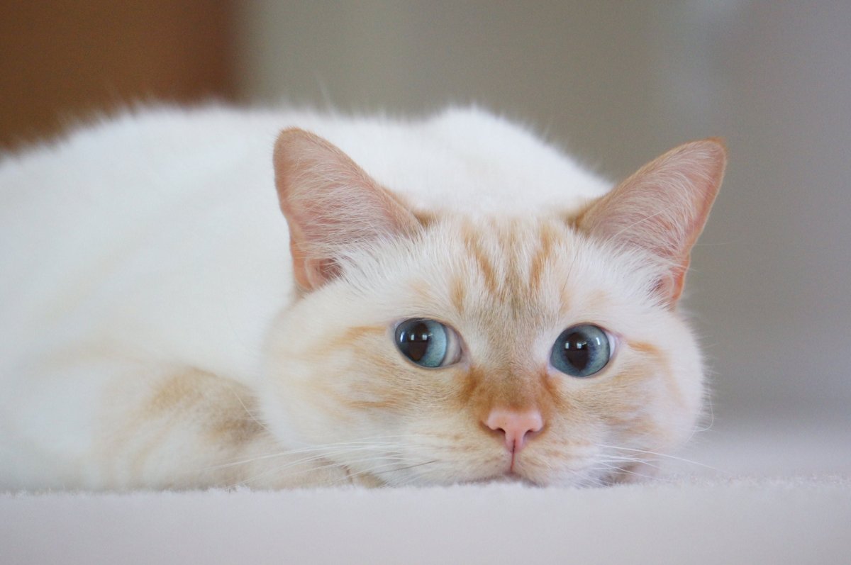 Тайская кошка ред Пойнт