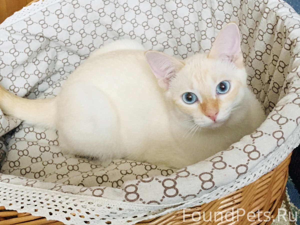 Тайский ред Пойнт котенок