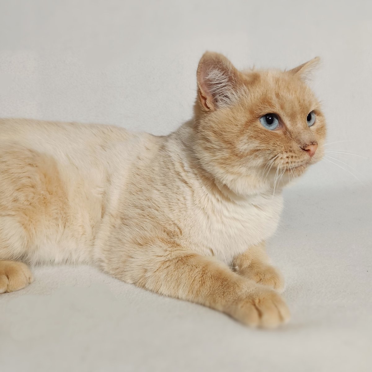 Шотландская КШ SCS пятнистый