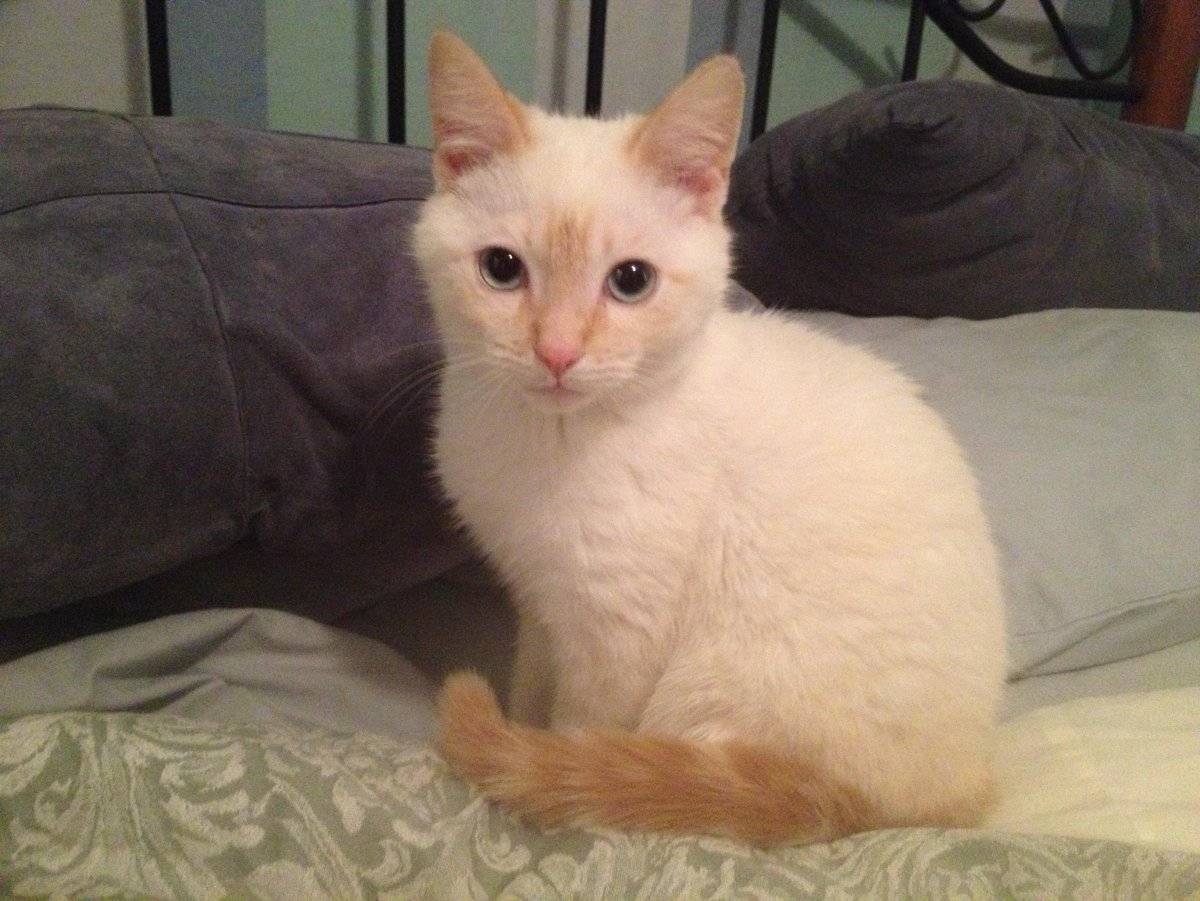 Сиамская кошка ред Пойнт