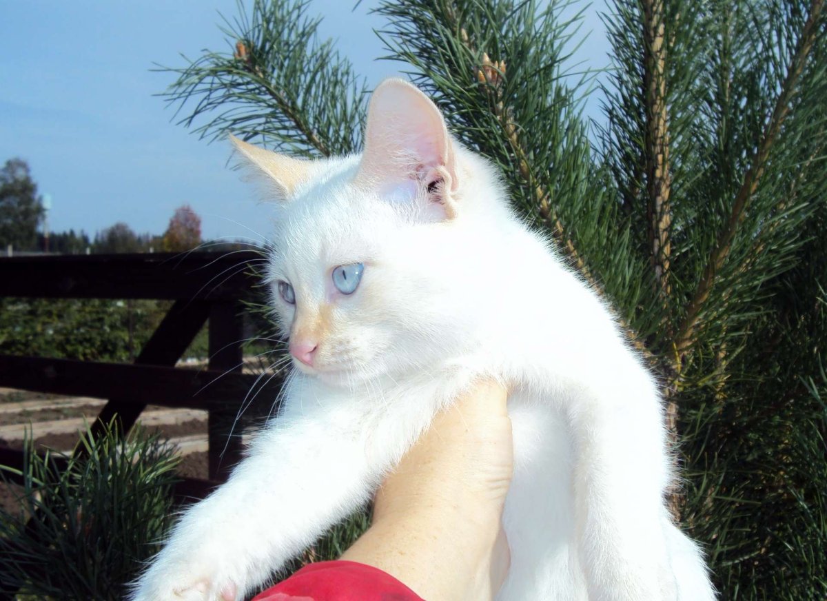 Ред Пойнт окрас