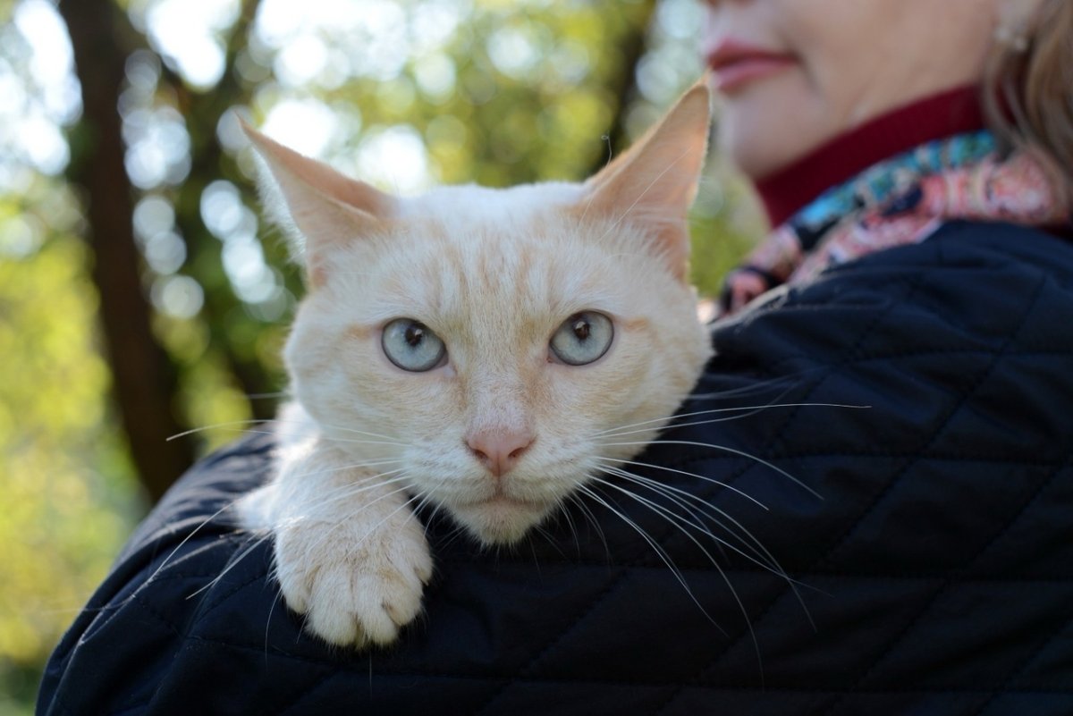 Ред пойнт кошка