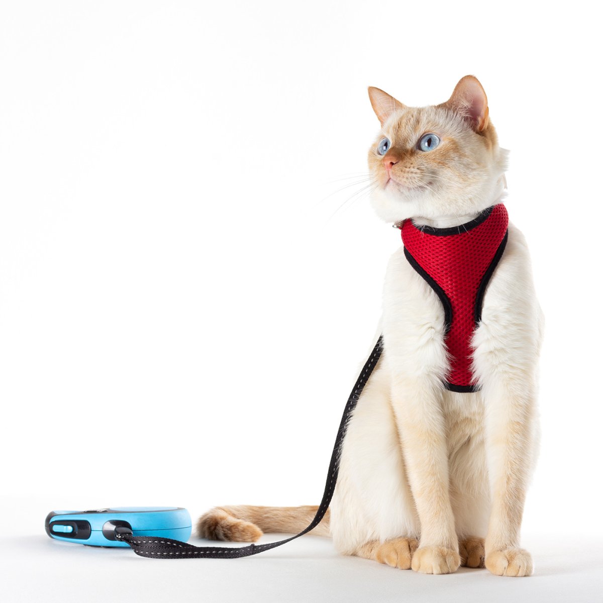 Ориентир кошка