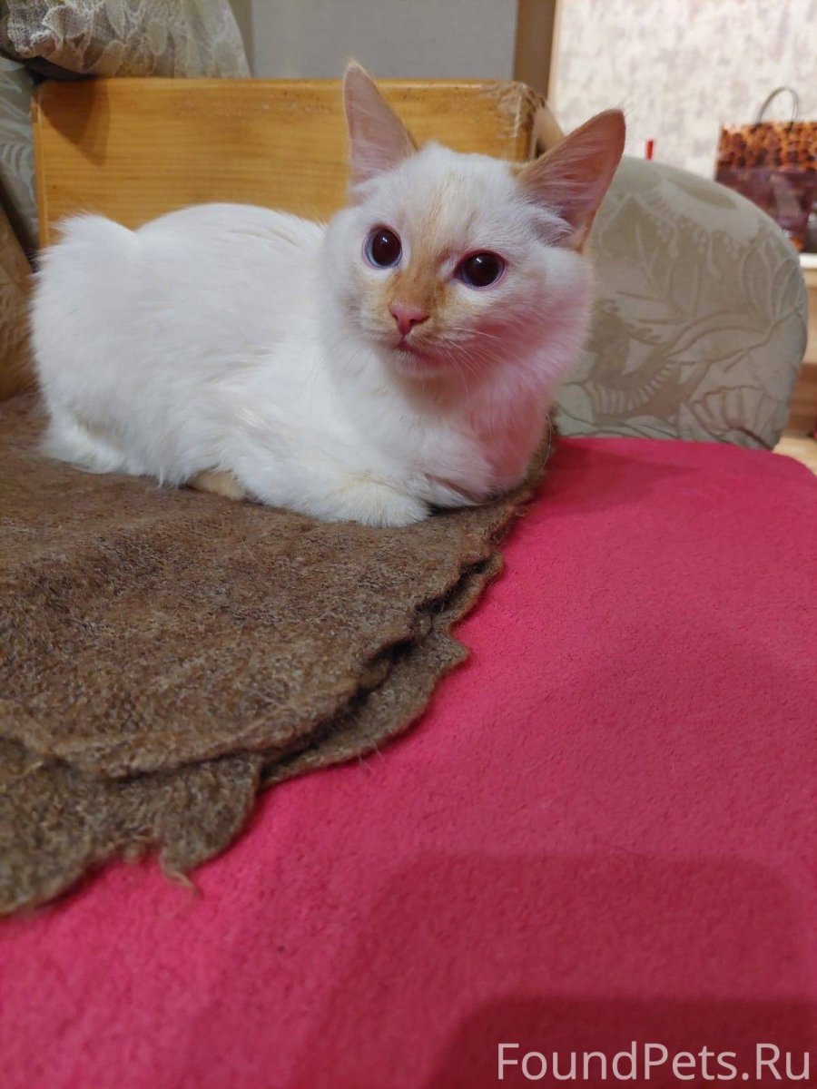 Кот окраса Лайлак Пойнт