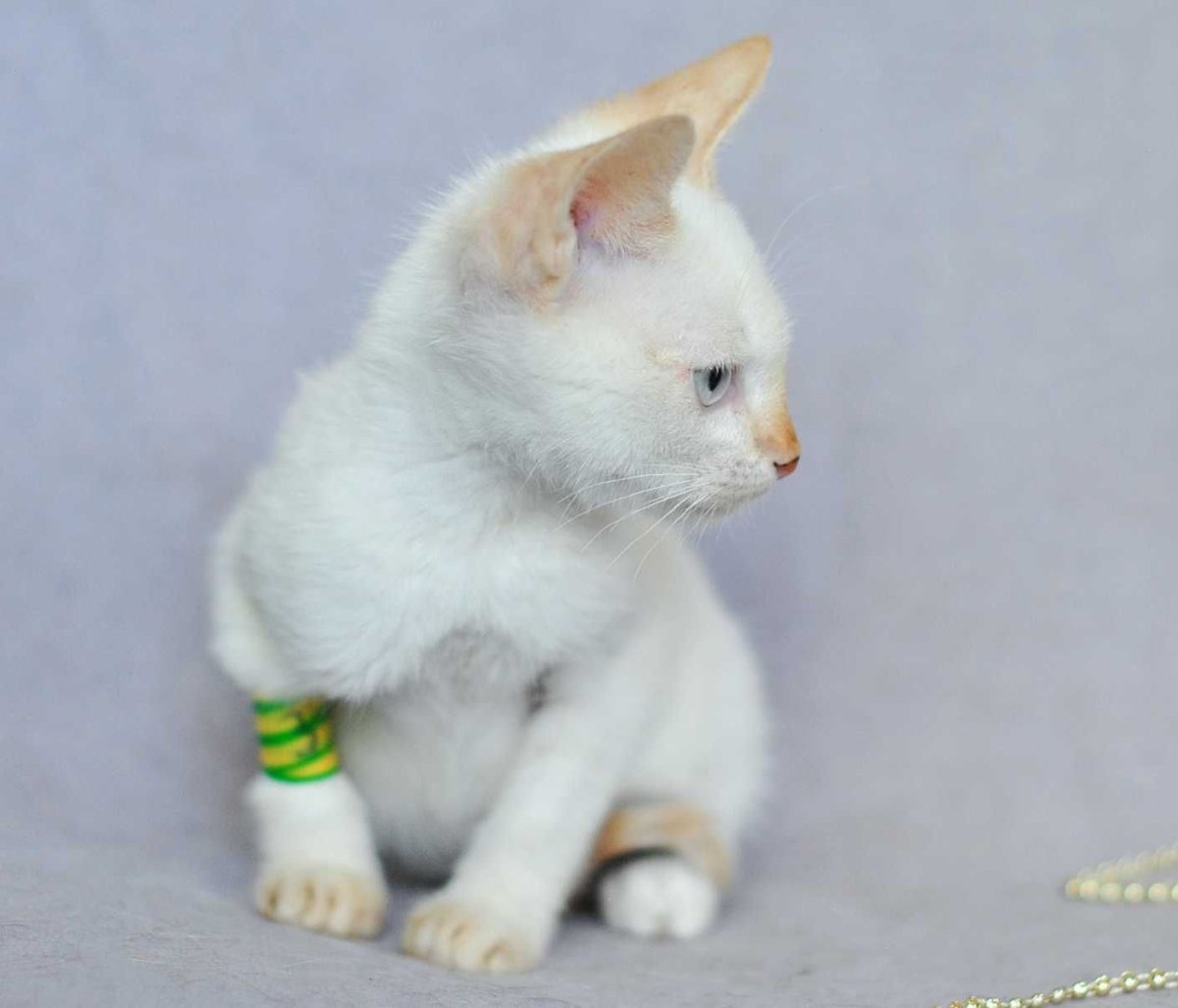 Тайский ред Пойнт цена