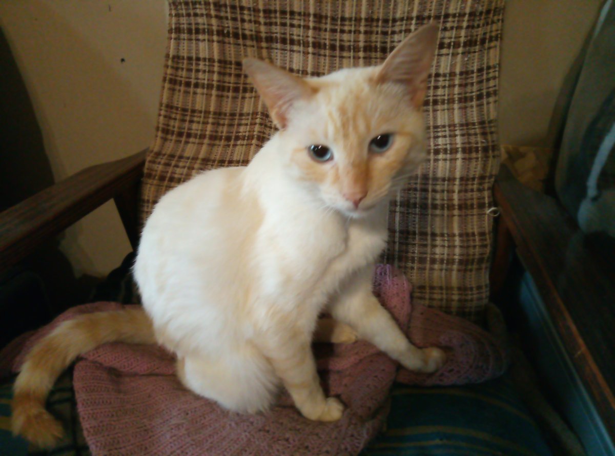 Тайский ред Пойнт цена