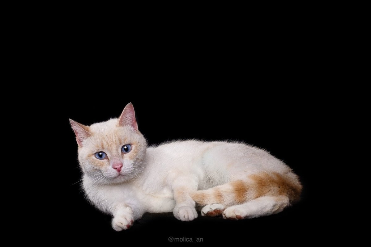 Манчкин ред поинт