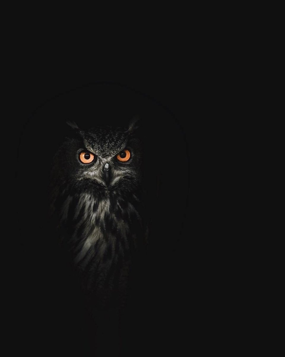 Черный Филин