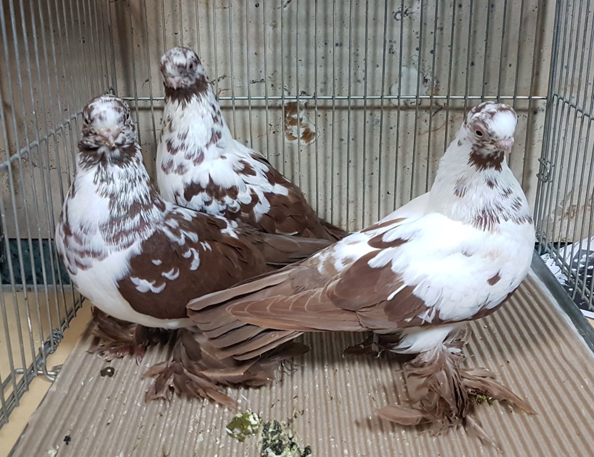 Индийские бойные голуби