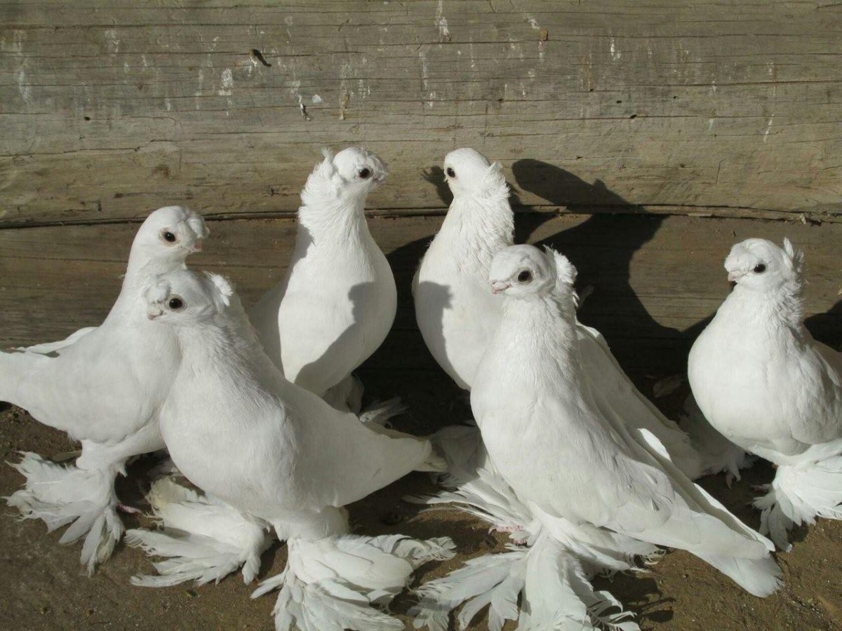 Голуби среднеазиатские бойные