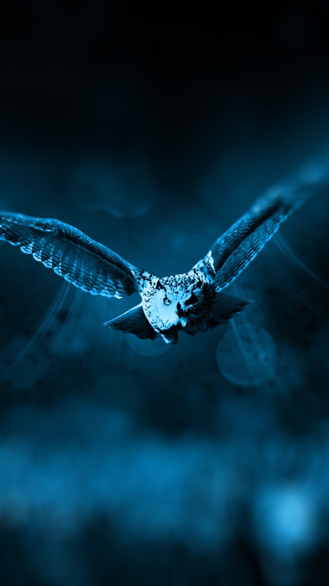 Ночные птицы