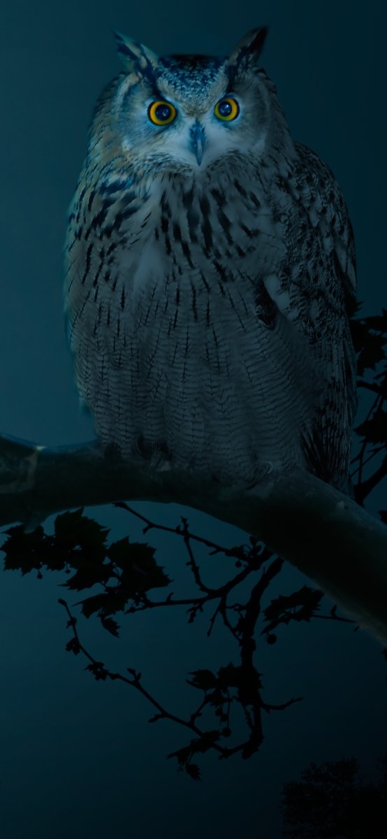 Сова черно белая