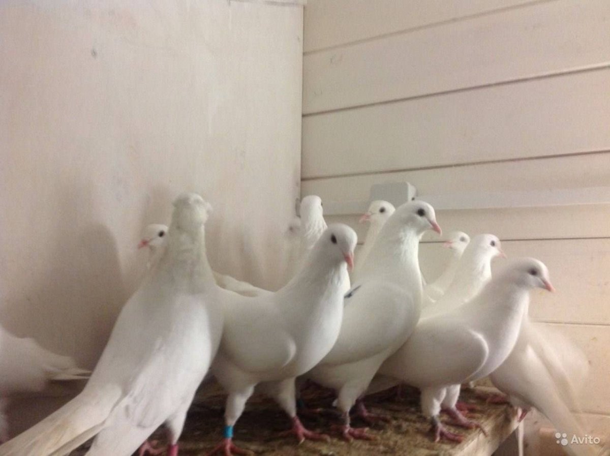 Бакинские бойные голуби