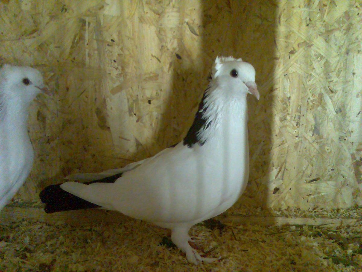 Голуби бакинцы шейки