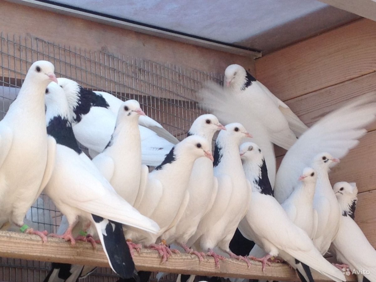 Бакинцы двухчубые мраморные