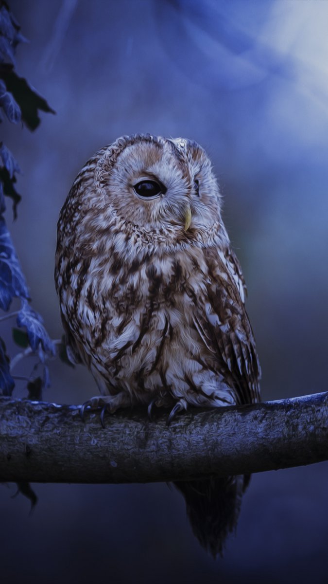 Сова ночью