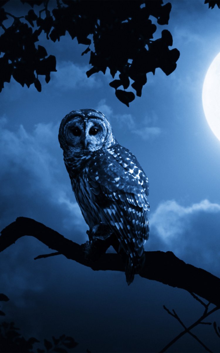 Ночные птицы