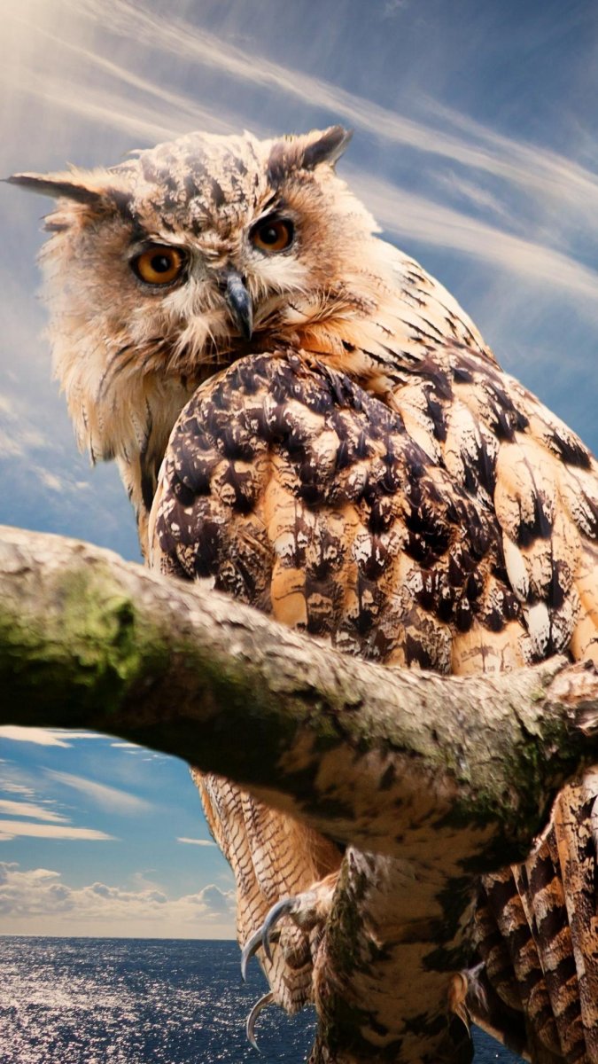 Совообразные птицы