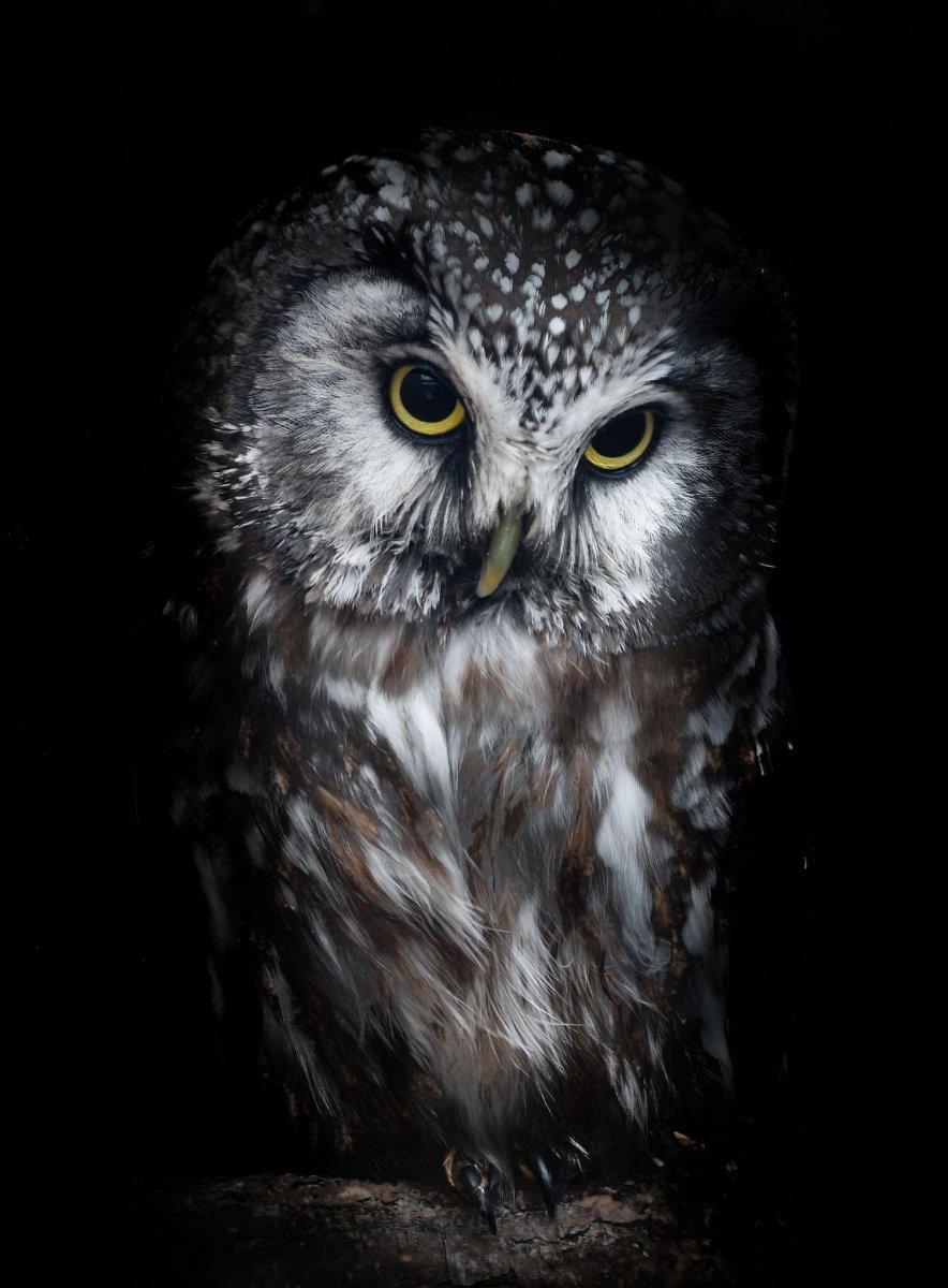 Чёрная Сова