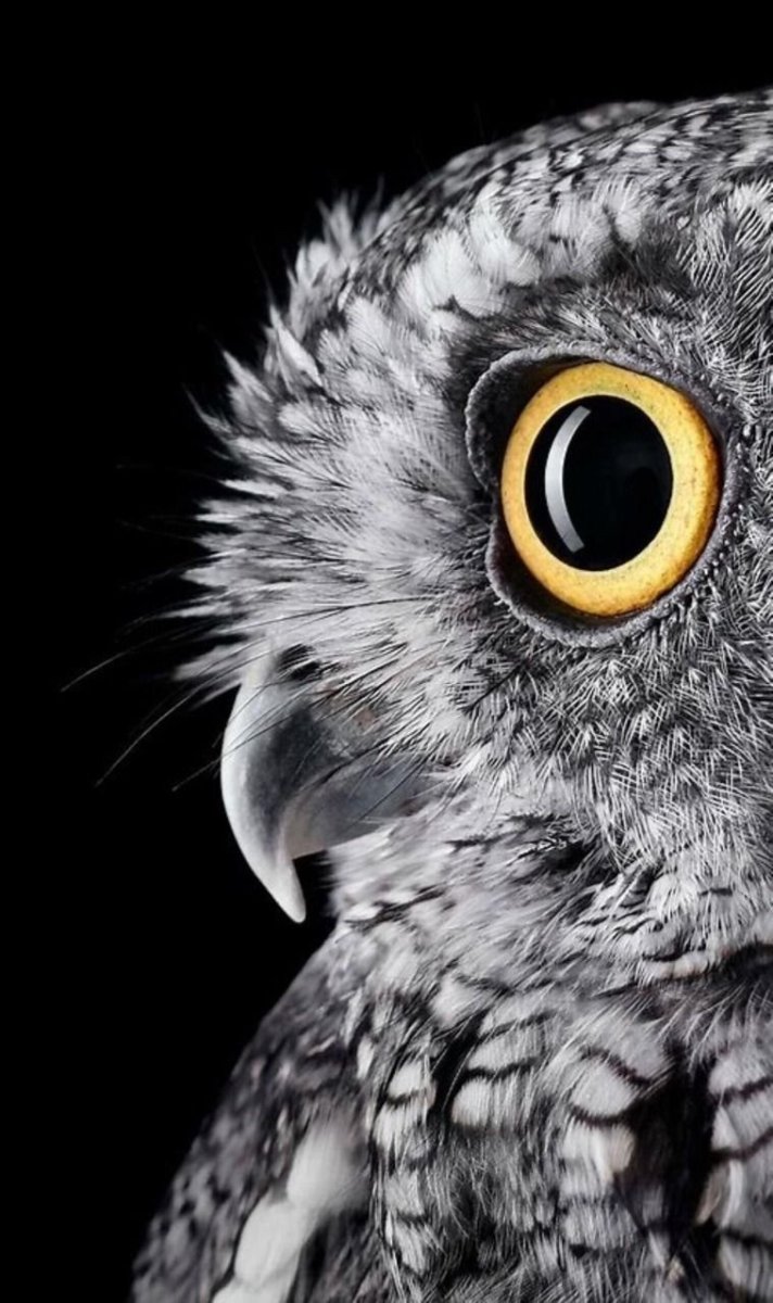 Красивая Сова